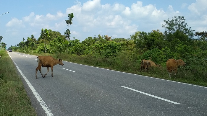 hewan-kaki-empat-masih-berkeliaran-di-jalinsum-muratara.jpg