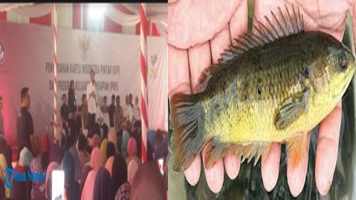 jokowi-tak-tahu-ikan-betok_20180122_102946.jpg