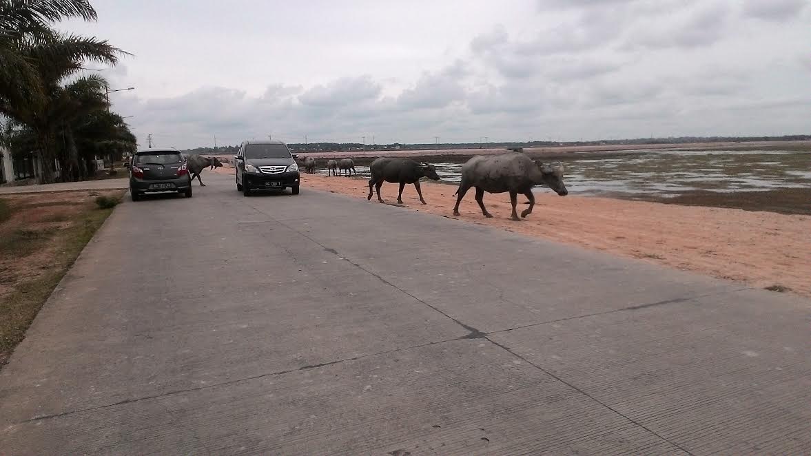 kerbau-tanjung-senai_20170624_150825.jpg
