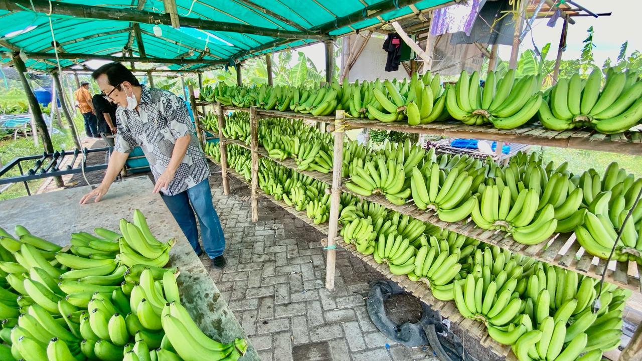 Klaster Pisang Cavendish di Pasuruan Ubah Lahan Non Produktif Jadi Lahan Usaha yang Terus Berkembang