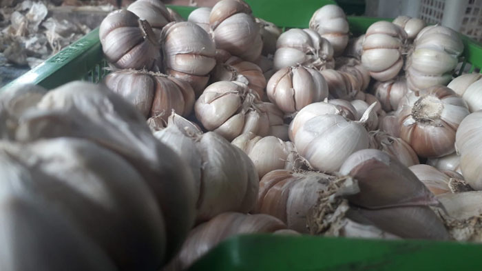 Cara Menggunakan Bawang Putih untuk Memulihkan Indra Penciuman Menurut Dokter Febrika Wediasari MSi