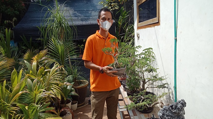 Cerita Endriyansyah, Warga Lahat Menyulap Gulma Bagi Petani Menjadi Bonsai Mahal