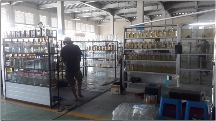 Tak Hanya Jual Ikan Segar, Pasar Ikan Modern MP Mangkunegara Ternyata Juga Jual Ikan Hias
