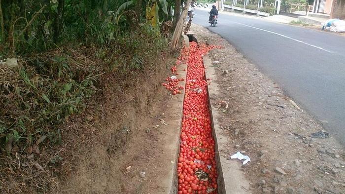 petani-di-garut-membuang-tomat-hasil-panen-di-selokan_20150812_224910.jpg