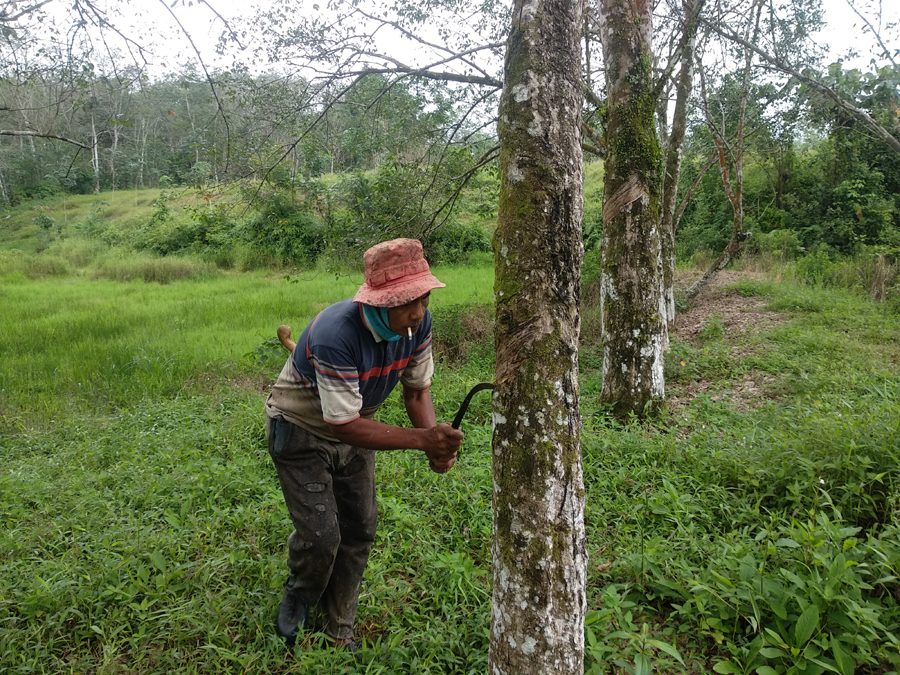 petani-sadap-karet1213414.jpg