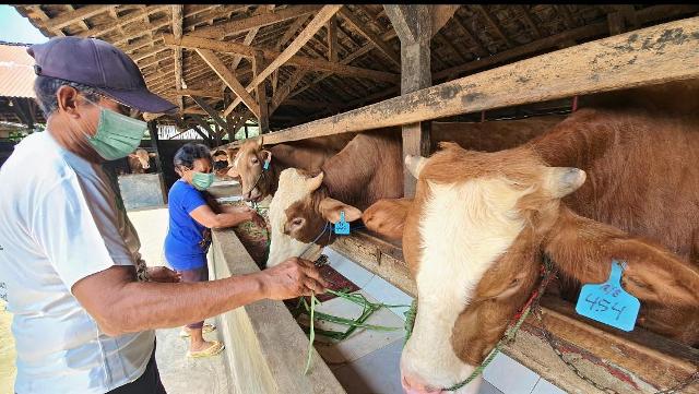 Kisah Peternak Sapi Naik Kelas, Dari Omset Ratusan Juta Menjadi Miliaran Rupiah