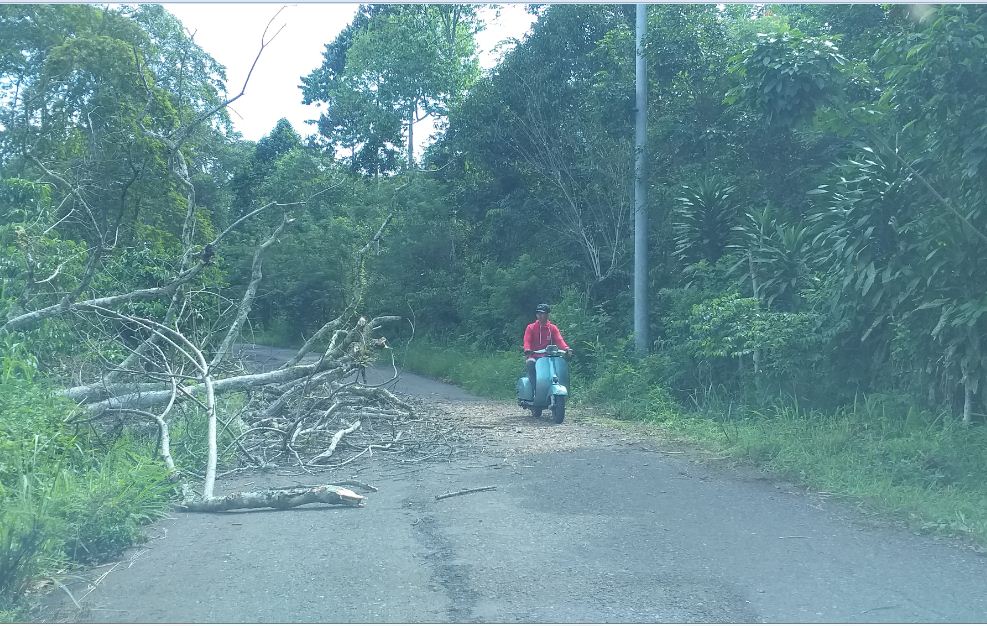 pohon-tumbang-di-gumay-ulu.jpg