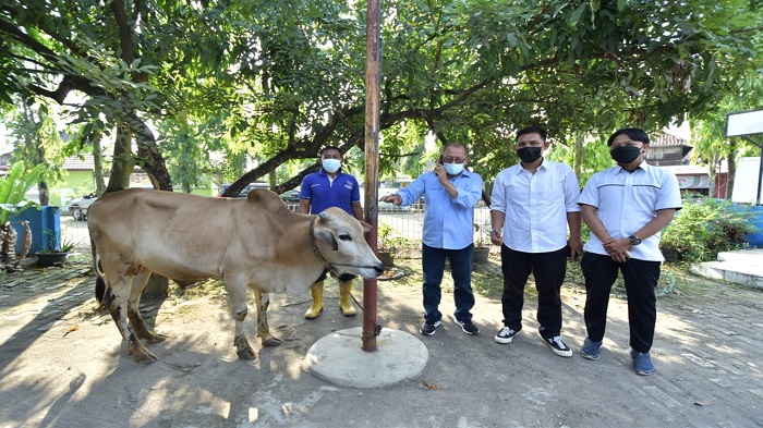 ptba-salurkan-bantuan-hewan-qurban.jpg