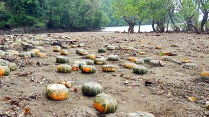 Ribuan Labu Misterius Masih Berdatangan dan Terdampar di Pantai