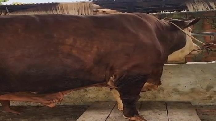 sapi-prabowo-di-muba-akan-tiba-h-2-jelang-lebaran-idul-adha-2026.jpg