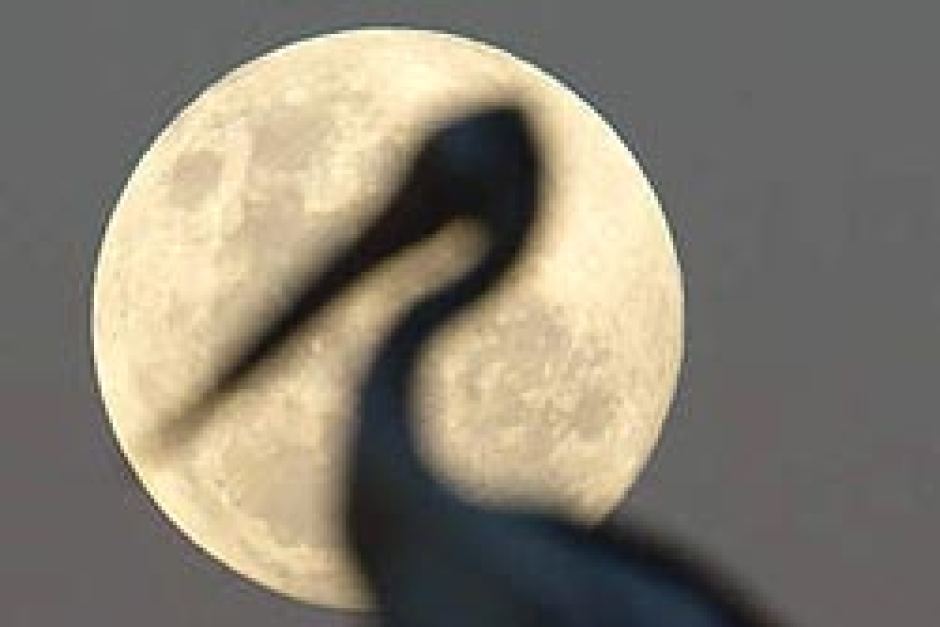 seekor-burung-pelican-bertengger-di-bulan_20151214_114242.jpg