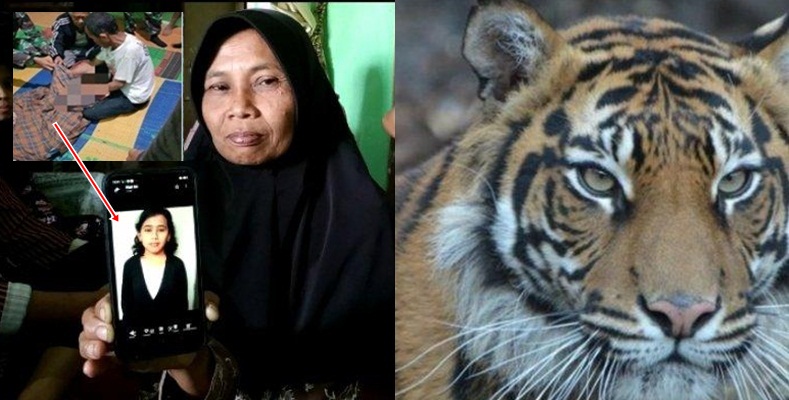 sulis-warga-muara-enim-tewas-diterkam-harimau.jpg