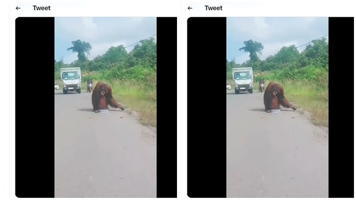 Geger Orang Utan Berjalan di Jalan Raya hingga Viral, Berikut Penjelasan BKSDA, Kelaparan ?