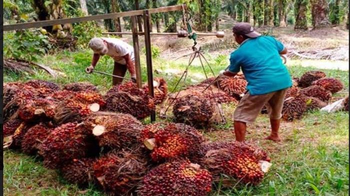 Harga TBS Sawit Terus Naik, Saiho Petani di Muba Pilih Menabung Biaya Sekolah Anak