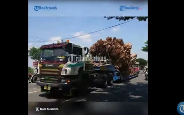 truk-bawa-potongan-pohon-raksasa.jpg