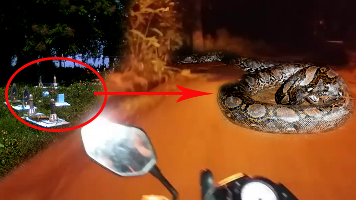 Tak Bunyikan Klakson Saat Lewat Tempat Pemakaman, Pengendara Motor ini Syok Lihat Ular Raksasa