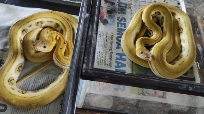 ular-piton-kuning-hilang.jpg
