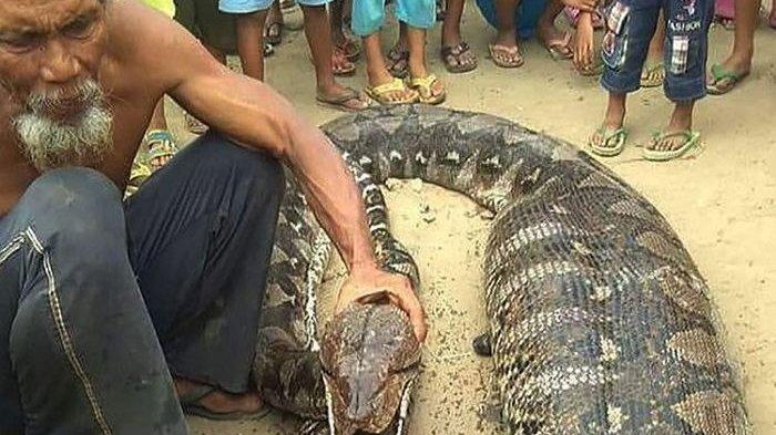 Setelah Teror Ular Weling, Ular Piton Kini Teror Warga Depok, Petugas Damkar Tangkap Sanca Raksasa