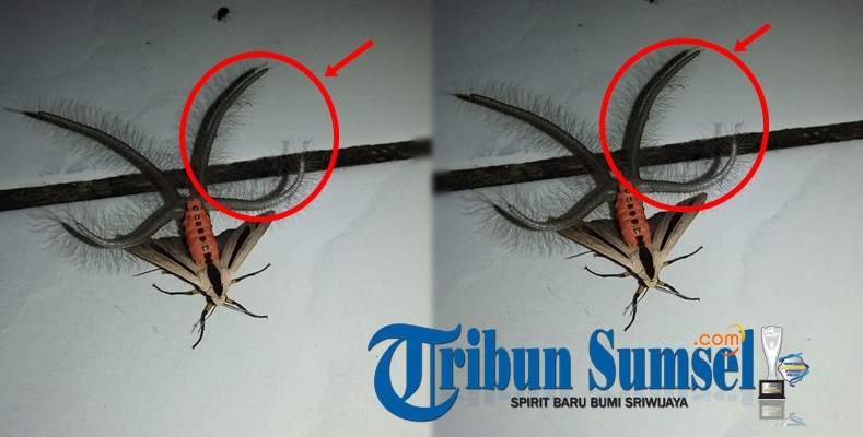 Sempat Bikin Geger Warganet Dunia,Ternyata Ini Asal-Usul Serangga 'Mutan' Mengerikan yang Viral Itu!