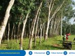 11-hari-jelang-lebaran-harga-getah-karet-di-oku-naik-rp-7200-perkilogram_20180603_113727.jpg