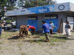 Agenda Tahunan, Tribun Sumsel & Sripo Kembali Berkurban di Idul Adha, Tahun ini 1 Sapi dan 2 Kambing
