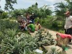 Agrowisata Nanas Madu di Musi Rawas, Rekomendasi Wisata Alam di Bawah Kaki Bukit Botak, Gratis Masuk