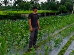 Kisah Hidup Ahmad Sudiono di Desa Purworejo OKU Timur Menggantungkan Hidup Menanam Jagung