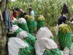 Aktivitas-Kelompok-Tani-Tunggal-Makmur-2-di-Desa-Tanjung-Seteko-Kecamatan-Indralaya.jpg