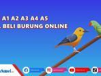 Arti-A1-A2-A3-A4-A5-dalam-jual-beli-burung-online.jpg