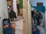 Beredar-video-memperlihatkan-seekor-babi-liar-masuk-ke-rumah-warga-viral.jpg
