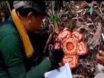 Bunga-Raflesia-Haseltii-Ditemukan-Mekar-Sempurna-dalam-Hutan-di-Musi-Rawas-Ada-Lebih-dari-Satu.jpg