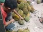 Durian Tebing Empat Lawang Mulai Banjiri kota Prabumulih, Buah Awal Sering Dapat Mentah