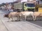 Gerombolan-Sapi-Sering-Buat-Kecelakaan-Masyarakat-Desak-Pemkab-Ogan-Ilir-Terapkan-Perda-Kaki-Empat.jpg