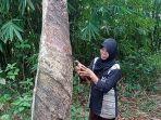 Harga-Karet-di-Lubuklinggau-Sumsel.jpg