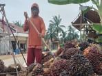 Harga-TBS-Sawit-Hari-ini-di-Banyuasin-Sumsel-Selasa-9-September-2025.jpg