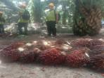 Harga-TBS-Sawit-Hari-ini-di-OKI-Naik-Tipis-Jumat-26-September-2025.jpg
