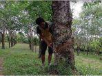Harga-karet-Palembang-harga-karet-di-Lubuklinggau-Sumsel-Rp-6000-per-kg.jpg