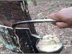 Harga-karet-Palembang-harga-karet-di-Lubuklinggau.jpg