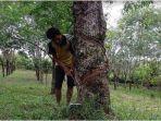 Harga-karet-di-Lubuklinggau-awal-pekan.jpg
