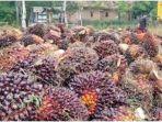 Harga-sawit-Sumsel-periode-2-Juli-2023.jpg