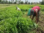 Kangkung-dan-Bayam-Jadi-Pilihan-Petani-di-Musi-Rawas-Jaga-Lahan-Tetap-Produktif-di-Sela-Musim-Tanam.jpg
