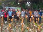 Kegiatan-panen-jagung-pipil-di-Desa-Tanjung-Laut-Kecamatan-Tanjung-Batu.jpg