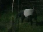 Kemunculan-Tapir-di-PALI.jpg