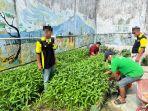 Laksanakan-Arahan-Presiden-Prabowo-Lapas-Kelas-IIB-Martapura-Panen-Sayuran-yang-Ditanam-Sendiri.jpg