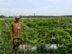 Lewat Cabai Rawit, Petani di Mulyasari OKU Timur Gantungkan Harapan Ekonomi, Berharap Panen Melimpah
