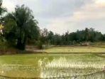 Masuk-Musim-Penghujan-Petani-Padi-di-Desa-Kotabaru-Selatan-OKU-Timur-Mulai-Tanami-Sawah.jpg