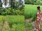 Melihat-Sawah-Tempat-Persembuyian-DRP-Bandar-Arisan-Bodong-Baturaja.jpg