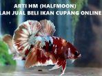 Mengenal-arti-HM-atau-Halfmoon-dalam-istilah-jual-beli-ikan-cupang-online.jpg