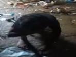 PILU Bocah Yatim di Musi Rawas Hidup Sendiri, Menangis HP Dicuri Saat Ditinggal ke Kebun Sawit