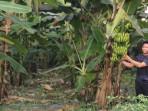 Peluang Menjanjikan, Pemdes Pangkul Prabumulih Tanam Pisang Cavendish di Lahan 3 Hektare Milik Desa
